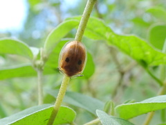 Strongylocassis atripes