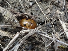 Strongylocassis atripes