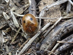 Strongylocassis atripes