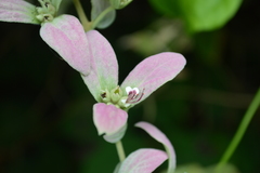 Congea tomentosa