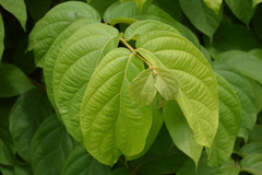 Congea tomentosa