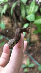 Eupanacra elegantulus