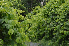 Congea tomentosa