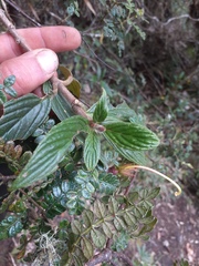 Columnea strigosa