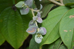 Congea tomentosa