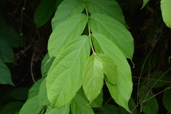 Congea tomentosa