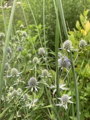 Eryngium planum