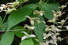 Congea tomentosa