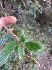 Columnea strigosa