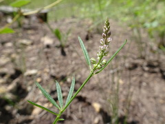 Polygala verticillata