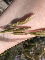 Bromus sitchensis
