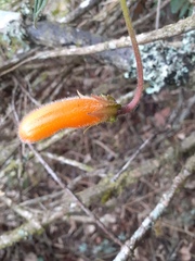 Columnea strigosa