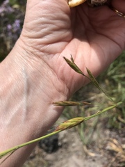 Bromus sitchensis