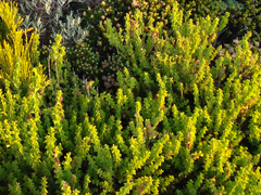 Acacia littorea
