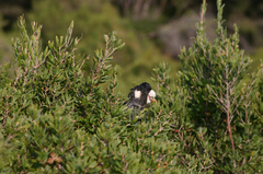 Hakea oleifolia