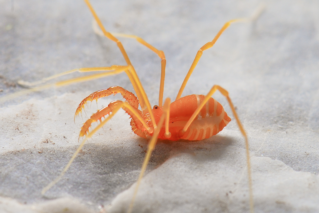 Sclerobunus ungulatus