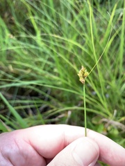 Carex bebbii