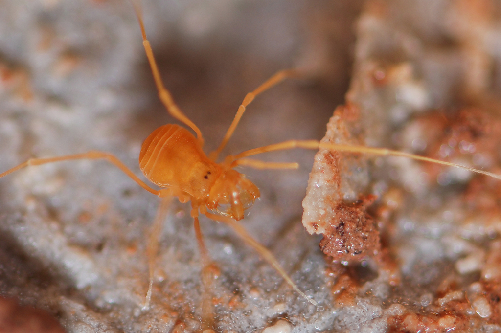 Sclerobunus speoventus