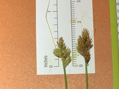 Carex bebbii