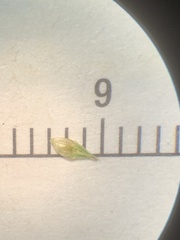 Carex bebbii