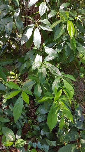 Terminalia calamansanai (Blanco) Rolfe