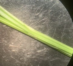 Carex bebbii