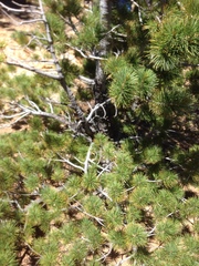 Pinus lambertiana