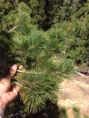 Pinus lambertiana