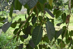 Neolamarckia cadamba