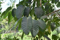 Neolamarckia cadamba