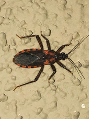Homalocoris erythrogaster