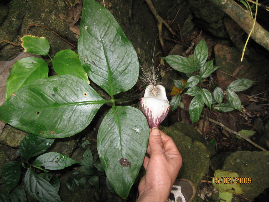 [B品] Arisaema lihengianum Baise Arisaema lihengianum · iNaturalist