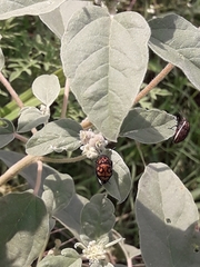 Orsilochides variabilis