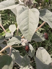 Orsilochides variabilis