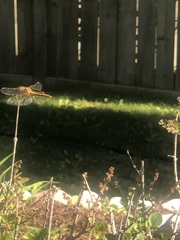 Sympetrum costiferum