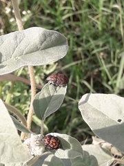 Orsilochides variabilis