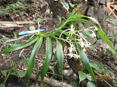 Vanda