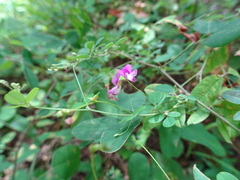 Lespedeza frutescens