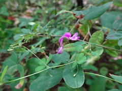Lespedeza frutescens