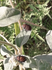 Orsilochides variabilis