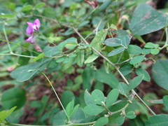 Lespedeza frutescens