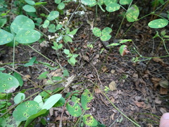 Lespedeza frutescens