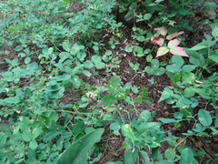 Lespedeza frutescens