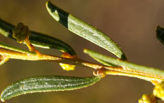 Acacia wilhelmiana