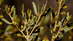 Acacia wilhelmiana