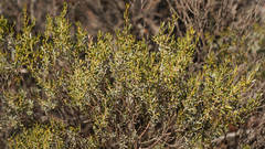 Acacia wilhelmiana