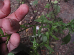 Erigeron annuus