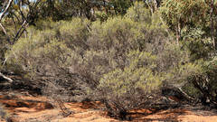 Acacia wilhelmiana