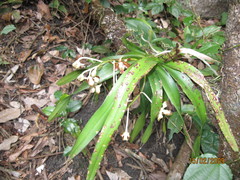 Vanda