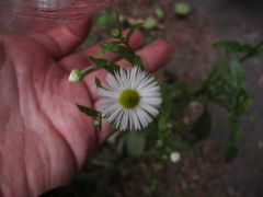 Erigeron annuus